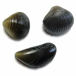 Behr - Trendex Karpfenmuschel